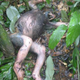 The carcass of a chimpanzee killed by Ebola in the Republic of Congo. (Image: Peter D. Walsh et al., 2017)